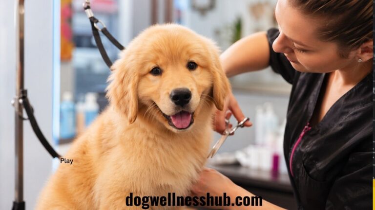 When Can a Puppy Get Groomed – New Owner’s Guide